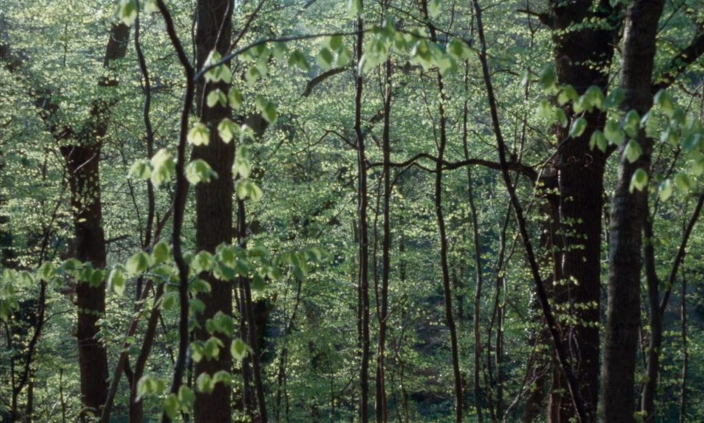 Baxter Vera Baxter - Marguerite Duras - forest - Thionville