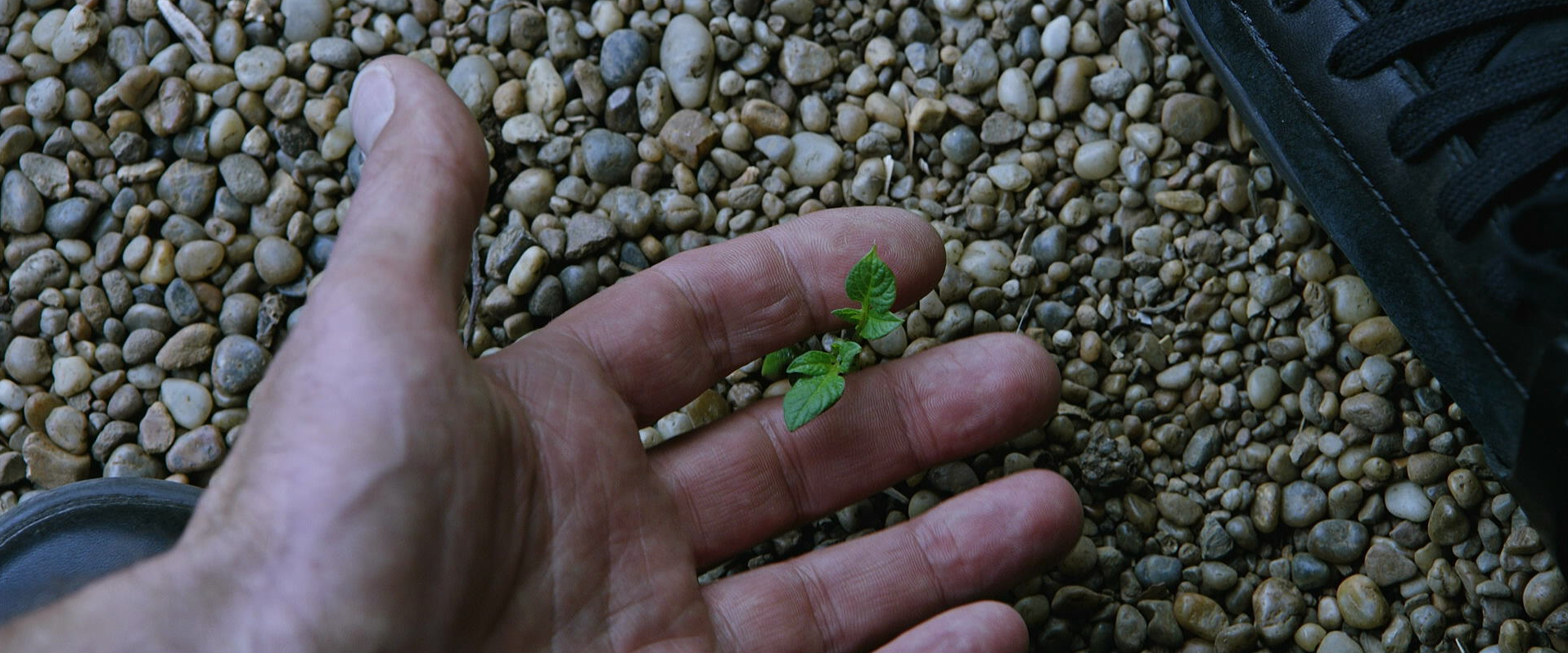 The Martian - Ridley Scott - Matt Damon - Mark Watney - plant shoot - Earth - gravel - hand