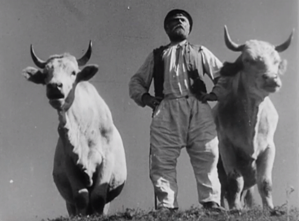 Earth - Zemlya - Alexander Dovzhenko - cows - cattle