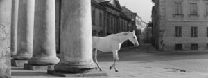 Time Walks Through the City - Time Passes Through the City - Laikas eina per miestą - Almantas Grikevičius - horse