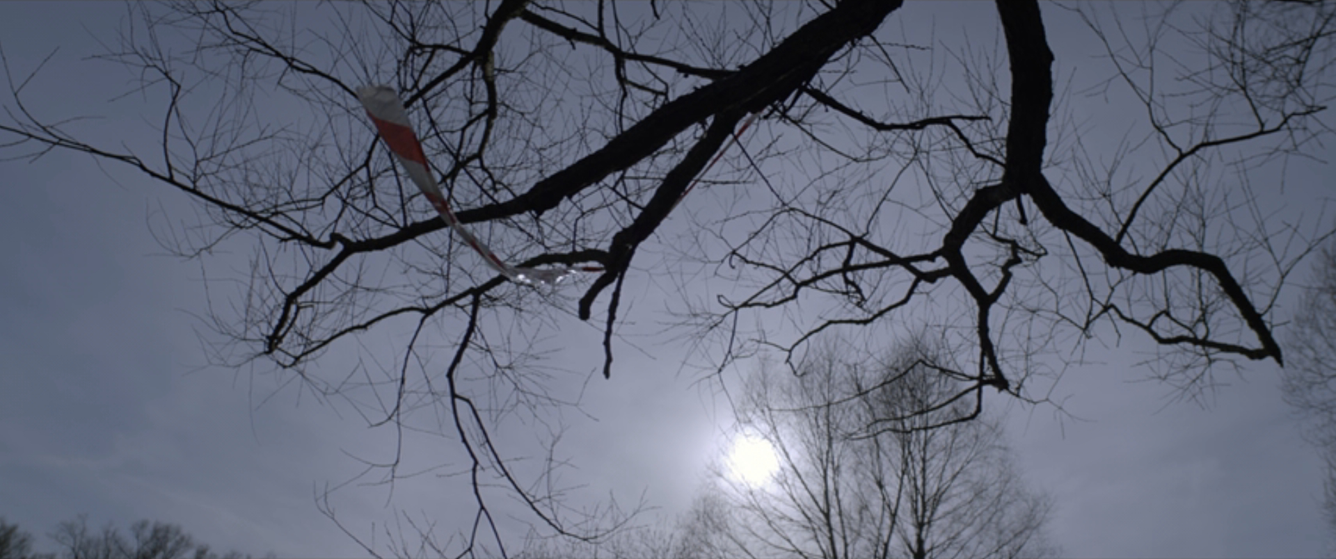 loveless-0-05-08 Loveless - Nelyubov - Andrey Zvyagintsev - tree - ribbon - sun