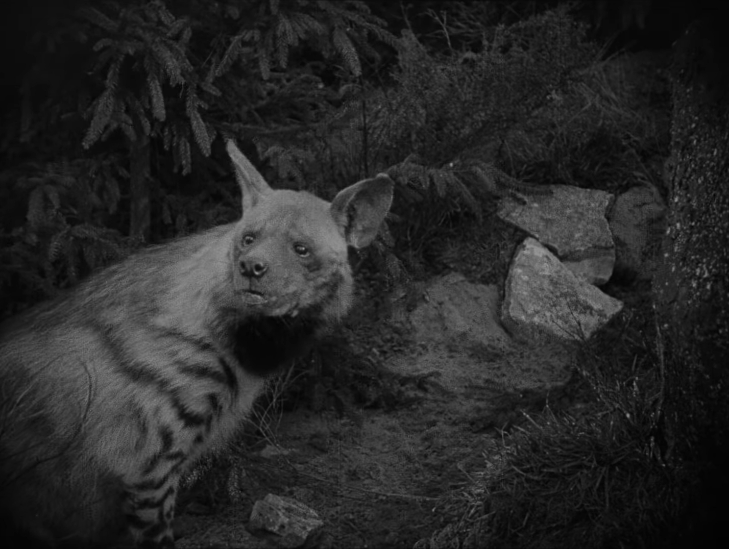 nosferatu-a-symphony-of-horror-0-14-42 Nosferatu a Symphony of Horror - Nosferatu eine Symphonie des Grauens - Friedrich Wilhelm Murnau - hyena - werewolf