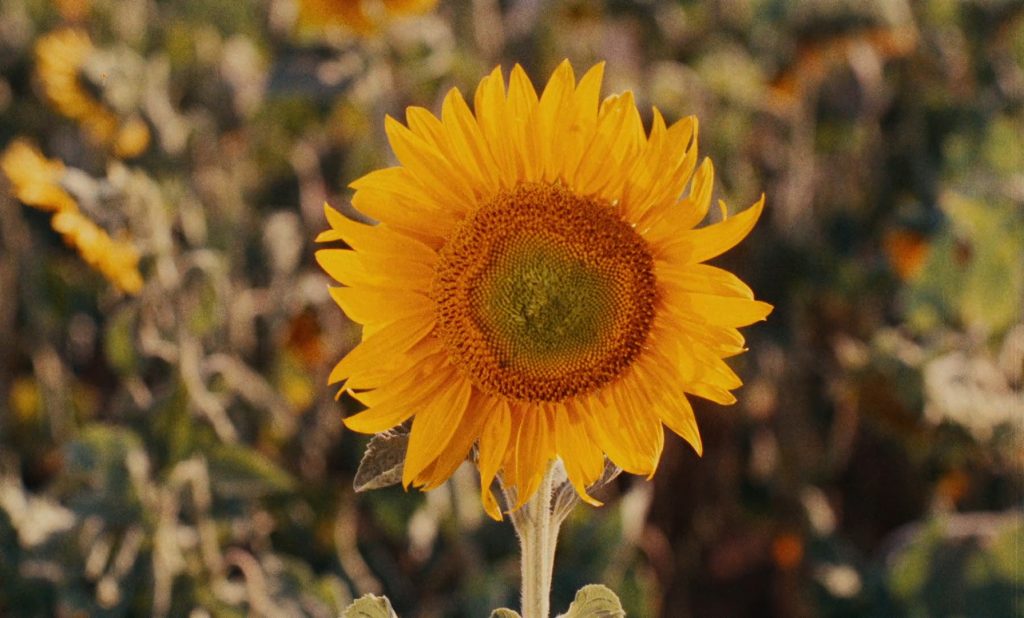 bonheur-0-00-58 Le bonheur - Agnès Varda - sunflower - titles
